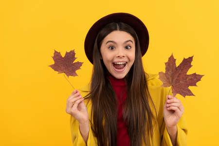teen girl in hat hold autumn leaf. amazed child having fun with maple leaf on yellow background.の写真素材