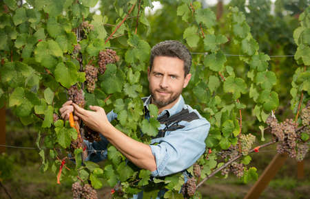 male vineyard owner. professional winegrower on grape farm. man harvester on summer harvest.