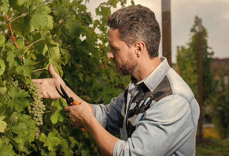grapevine cut by enologist with scissors, gardening