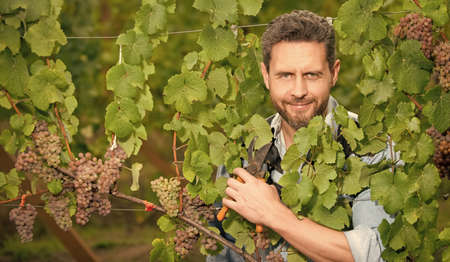 grapevine cut by harvester with scissors, gardening