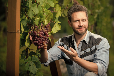 ripe grapevine harvest presented by oenologist, organicの写真素材