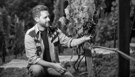 enologist with garden scissors. farmer cut grapevine. vinedresser cutting grapes bunch.