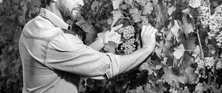 grapevine cut by cropped man with scissors, vineyardの写真素材