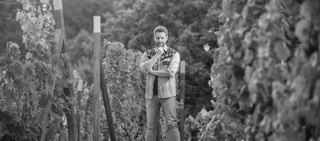 handsome bearded farmer in vineyard farm, wine businessの写真素材