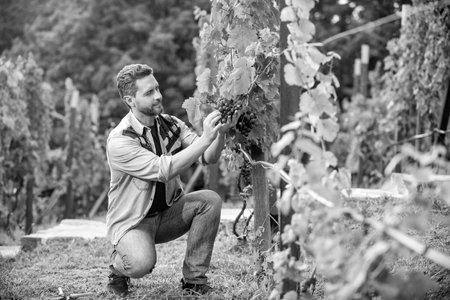 ripe grapevine harvest checked by viticulturist, grape farmの写真素材