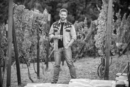man harvester on summer harvest. vintner with garden scissors. farmer vinedresser at wineryの写真素材
