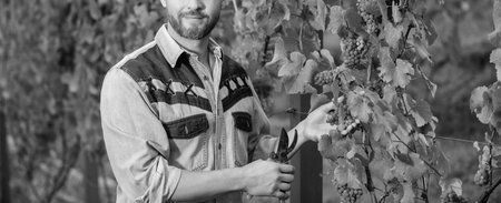 vinedresser cutting grapes bunch. male vineyard owner. professional winegrower on grape farm