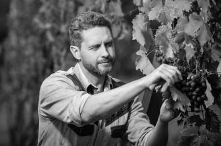 wine maker cutting grapevine with garden scissors, wineryの写真素材