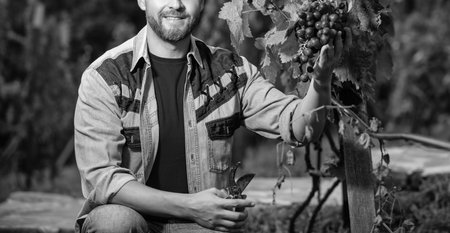 cropped viticulturist cutting grapevine with garden scissors, vintage grapeの写真素材