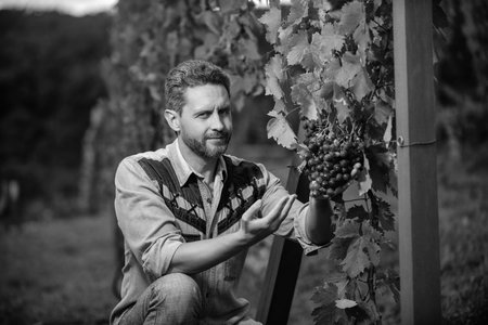 male vineyard owner. professional winegrower on grape farm. man harvester on summer harvest