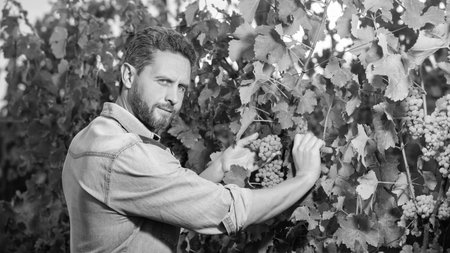 man cutting grapevine with garden scissors, harvesting