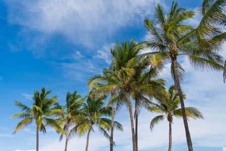 Palm tropical leaves. Summer holiday under the palm shadows. Tropical palm tree. Palm leaf for summer design.の写真素材