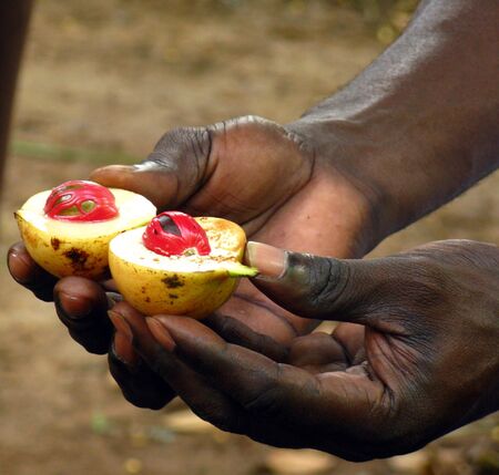 African fruit demonstrationの写真素材