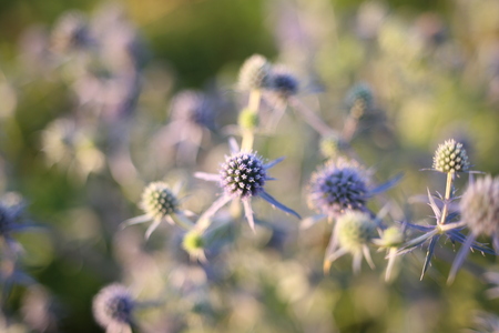 Summer flowers bokeh backgroundの写真素材