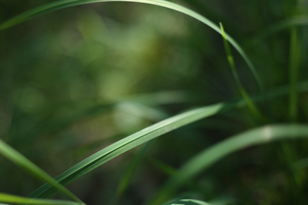 Green grass bokeh backgroundの写真素材