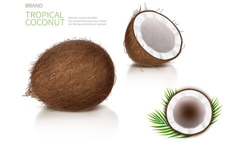 Broken and whole coconut, half coco nut with green palm leaves, isolated on white background, top view. Design element for food packaging, ingredient for natural organic cosmetics.のイラスト素材