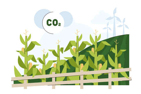 Flat green corn plants field for biodiesel or biofuel feedstock. Long maize stalk leaves conversion to ethanol fuel. Agricultural biomass grains for organic petrol. Renewable energy sources.のイラスト素材