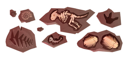 Cartoon archaeological fossil of dinosaurs skeletons, reptiles, sea animals and plant. Ancient stone sections with bones of prehistoric ammonites, marine trilobites. Excavation elements of dino foot.のイラスト素材
