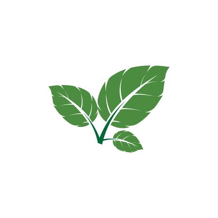 Leaf Mint Logo Template vector symbol natureのイラスト素材