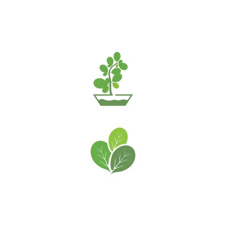 Moringa leaf Logo Template vector symbol natureのイラスト素材