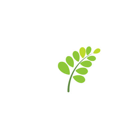 Moringa leaf Logo Template vector symbol natureのイラスト素材
