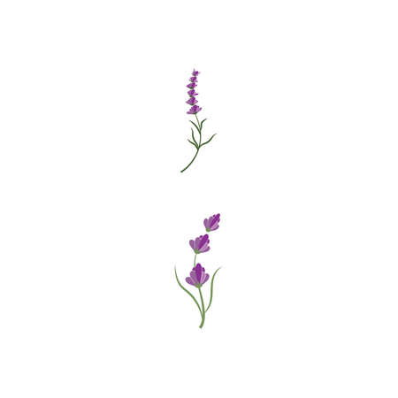 Lavender Logo Template vector symbol natureのイラスト素材