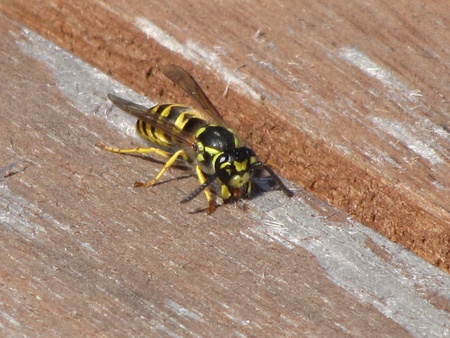 Bee