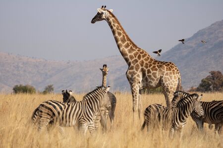 A giraffe mother and her calf amongst a herd of grazing plains zebra in the southern African savanna. Red Billed Oxpeckers in flight approaching giraffe mother. Typical bushveld mountainous backdrop.の写真素材