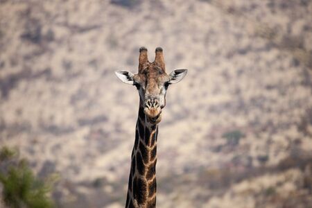 Portrait of a South African Giraffe (Giraffa camelopardalis giraffa) bull, staring relaxed at the...