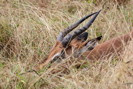 A closeup of a young impala (Aepyceros melampus) ram, resting during the day, lying low in grass cover, at the end of the wet season, in the South African bushveld.の写真素材