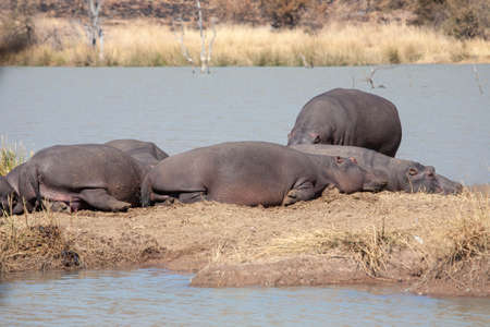 A crash of hippos huddled close together, baking in the sun on an island in an earth dam, in a South African nature reserve.の写真素材