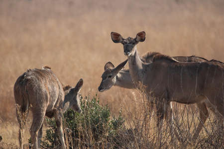 A female herd of kudu cows browsing during the dry season in the bushveld.