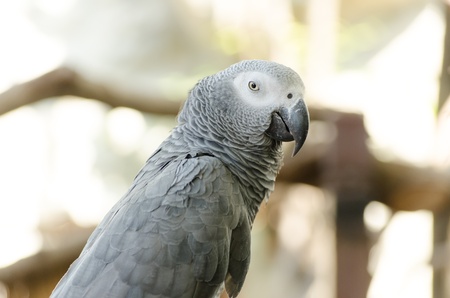 African Grey Parrotの写真素材