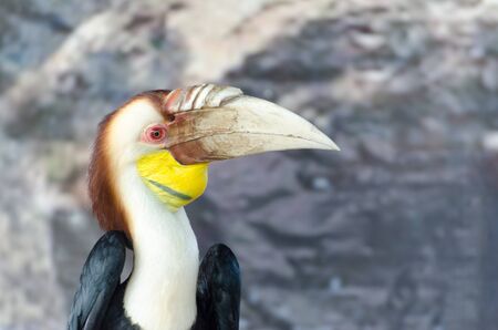 Wreathed hornbill, Scientific name  Rhyticeros undulatus  birdの写真素材