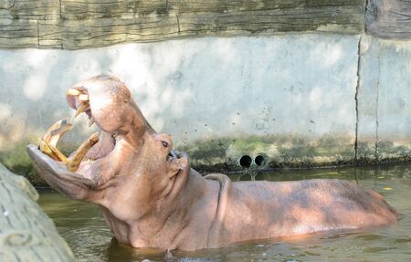 Hippopotamus open mouth