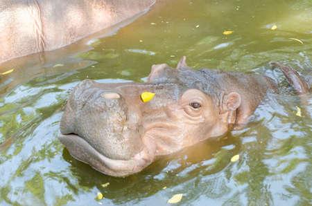 Hippopotamusの写真素材