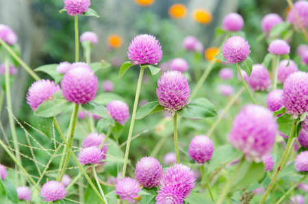 Globe amaranth or Gomphrena globosaの写真素材