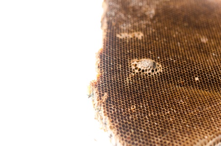 honeycomb