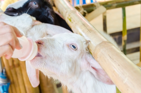 feeding baby goat with milk bottle at farmの写真素材