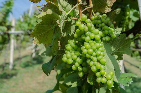 bunch of grapes on the vine with green leavesの写真素材