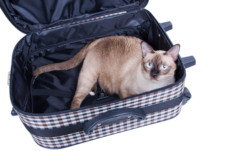 cat sitting in a suitcaseの写真素材