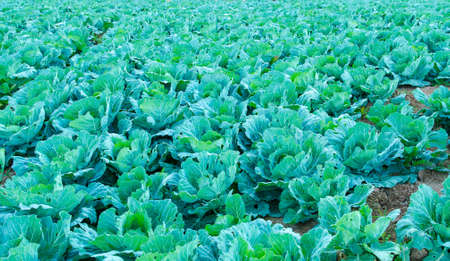cabbage in the garden