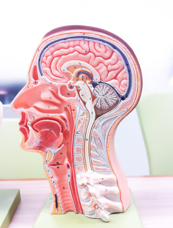 Human brain anatomy
