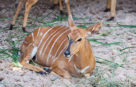 Spotted deer sittingの写真素材