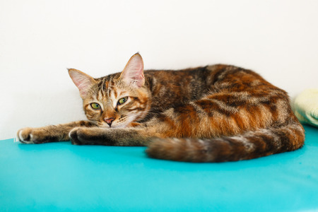 Cat lying on bedの写真素材