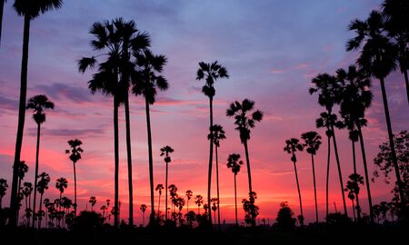 Sugar Palm Tree as silhouette in sky sunset twilight timeの写真素材
