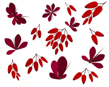 Set of design elements with red barberry and leaves autumn botanical clipartのイラスト素材