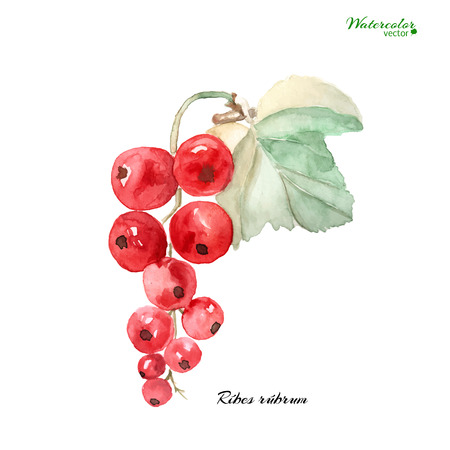Vector watercolor illustration -  a branch of ripe red currant isolated on  a white background.のイラスト素材