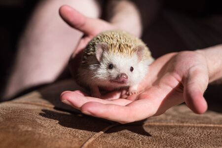 white hedgehog on hands at home on brown sofaの写真素材