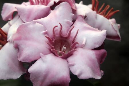 Pink Flower Close Up